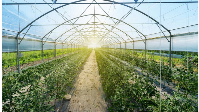 Greenhouse Magic: Where Science and Nature Collaborate post thumbnail image