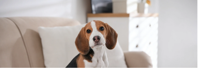 Pet Lovers’ Paradise: Discover Your Ideal Apartment post thumbnail image