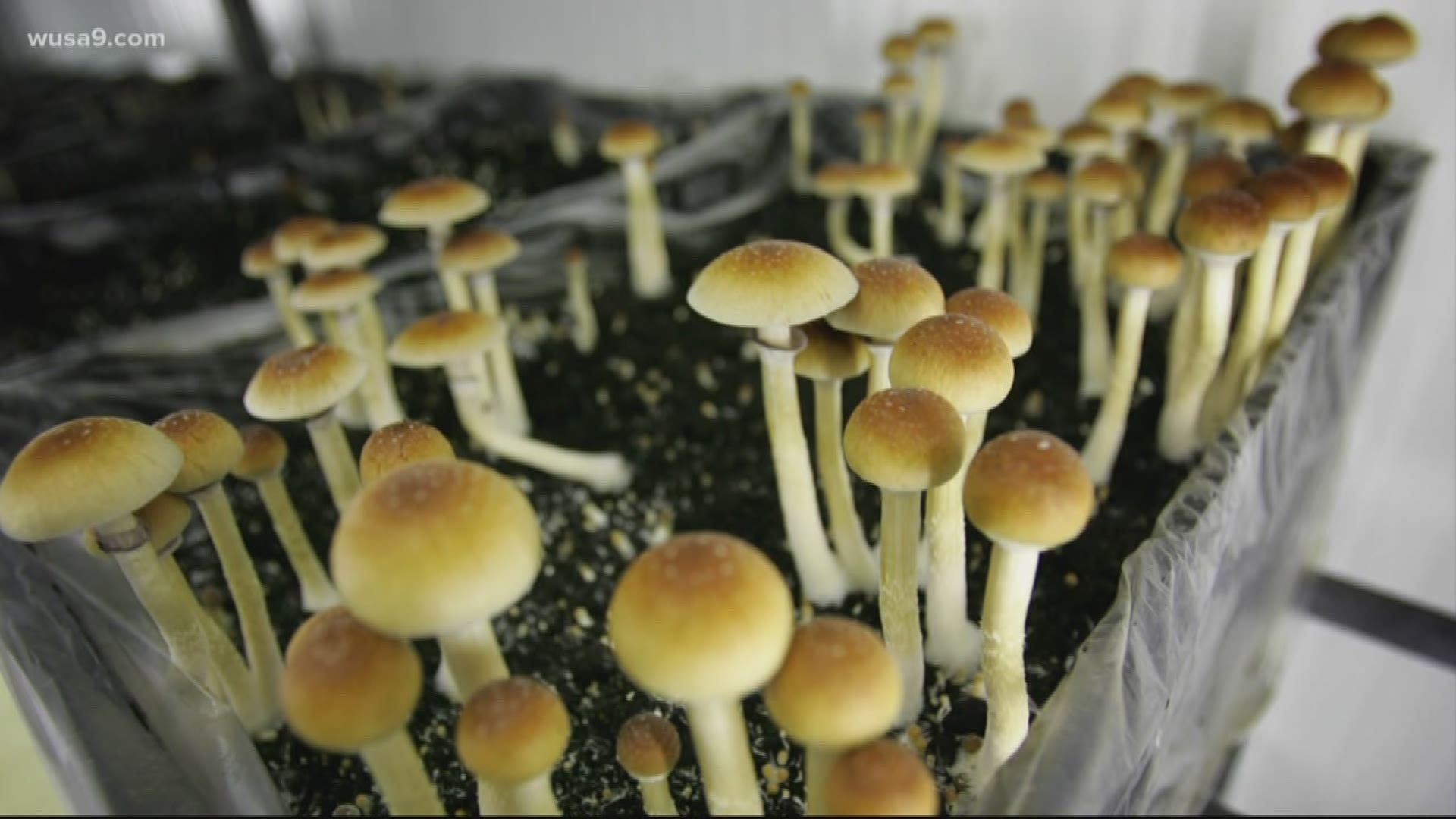 Magical Mycology: Shrooms and Spirituality in DC post thumbnail image
