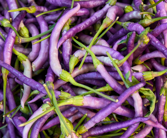 From Garden to Table: Harvesting Purple Cayenne Pepper post thumbnail image
