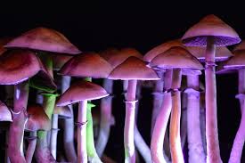 Buy Shrooms in DC: A Fungi Adventure post thumbnail image