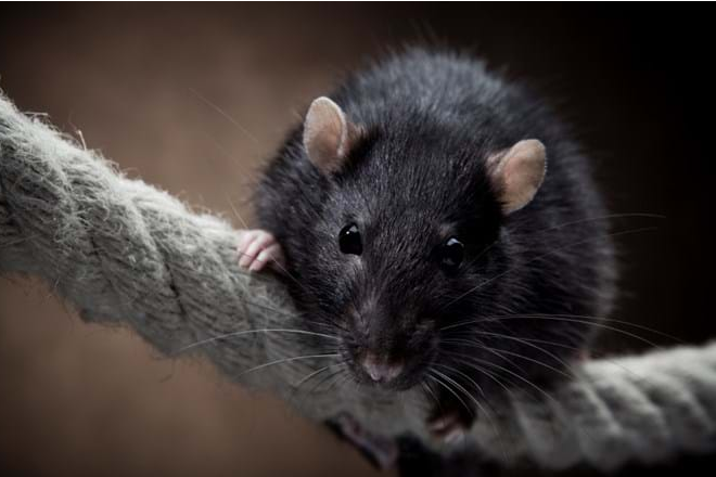 Unrivaled Rodent Removal Services in Clearwater for Peace of Mind post thumbnail image