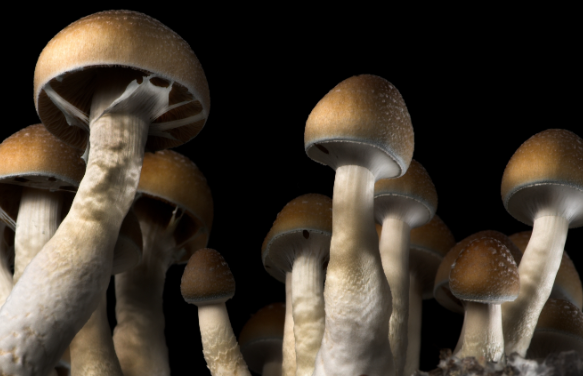 Navigating the Legalities: Purchasing Shrooms in DC post thumbnail image