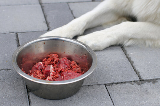 Raw Dog Food Benefits: Why Your Dog Deserves the Best post thumbnail image