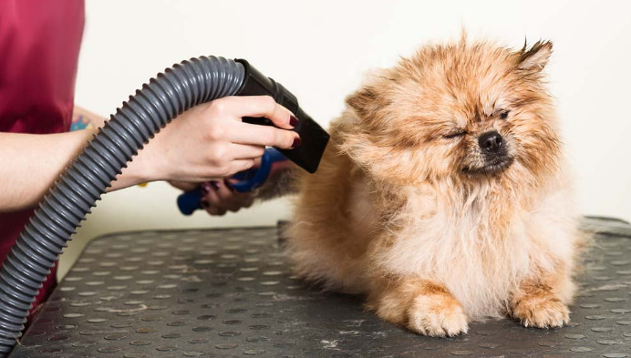 Dog Dryer Blower: Pamper Your Pup with Speed and Style post thumbnail image