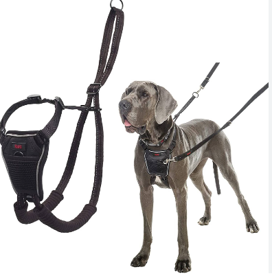 Benefits of Utilizing No-Move Harnesses for Dogs post thumbnail image